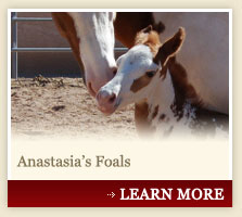 Anastasia's Foals