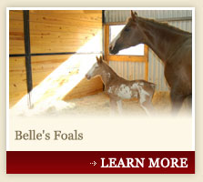 Belle's Foals