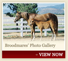 Broodmares' Photo Gallery