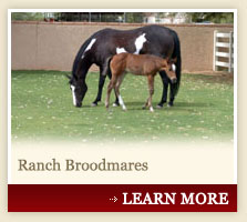 Ranch Broodmares