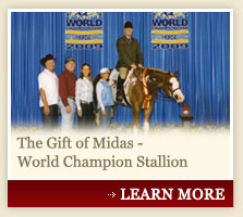 The Gift of Midas - World Champion Stallion