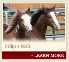 Felipe's Foals