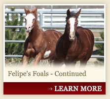 Felipe's Foals - Continued
