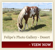 Felipe's Photo Gallery - Desert