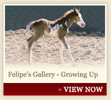 Felipe's Gallery - Growing Up