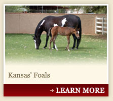 Kansas' Foals