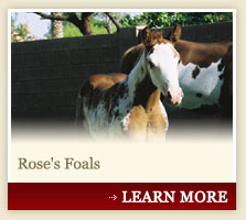 Rose's Foals