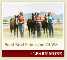 Solid Bred Paints and OLWS