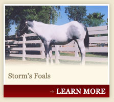 Storm's Foals