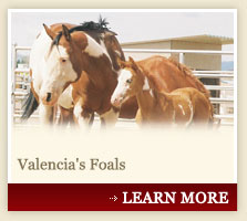 Valencia's Foals